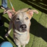 Bob is a Shepherd/Husky.