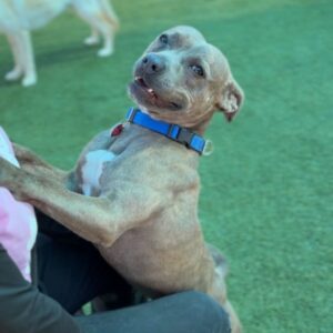 Handsome is a Terrier, Pit Bull.