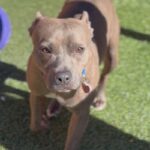 Handsome is a Terrier, Pit Bull.