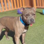 Handsome is a Terrier, Pit Bull.