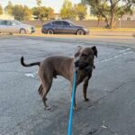 Handsome is a Terrier, Pit Bull.