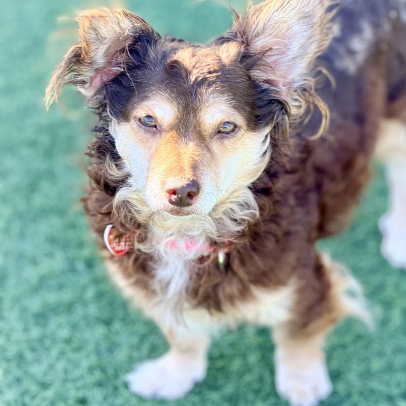 Yumi is a Mixed Breed (Small).