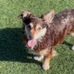 Yumi is a Mixed Breed (Small).