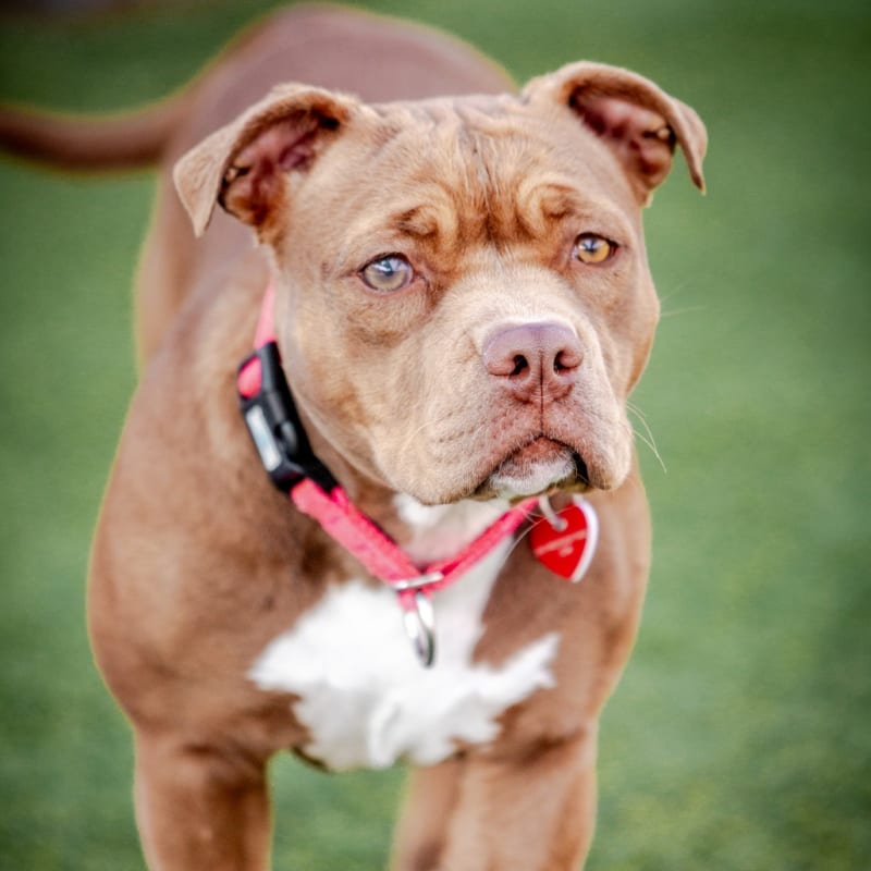 Sweety is a Bulldog, American.