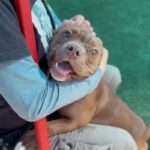 Sweety is a Bulldog, American.