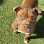 Sweety is a Bulldog, American.