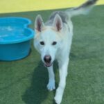 Panda is a Husky, Siberian.