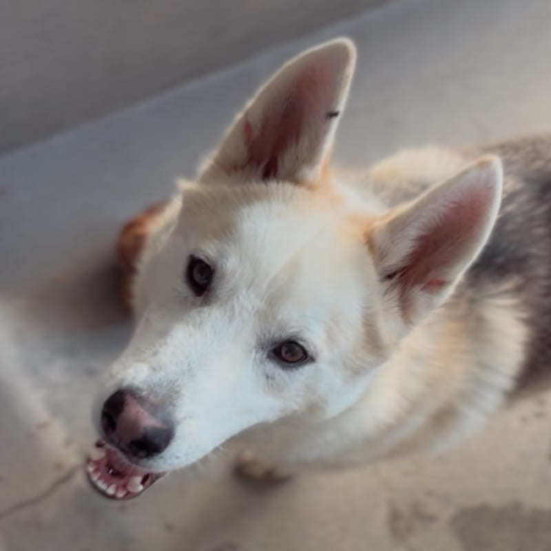 Panda is a Husky, Siberian.