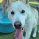 Panda is a Husky, Siberian.