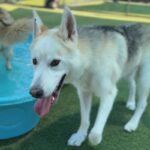 Panda is a Husky, Siberian.