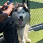 Goon is a Malamute, Alaskan.