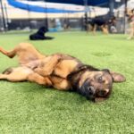 Etti is a Malinois, Belgian.