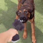 Etti is a Malinois, Belgian.