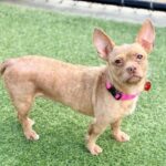 Oreille is a Chihuahua.