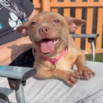 Oreille is a Chihuahua.