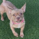 Oreille is a Chihuahua.