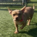 Oreille is a Chihuahua.