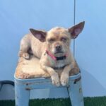 Oreille is a Chihuahua.