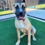 Cleo is a Mastiff/Mix.