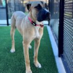 Cleo is a Mastiff/Mix.