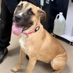 Cleo is a Mastiff/Mix.