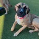 Cleo is a Mastiff/Mix.