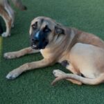 Cleo is a Mastiff/Mix.