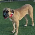 Cleo is a Mastiff/Mix.