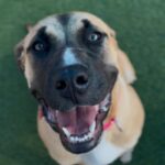 Cleo is a Mastiff/Mix.