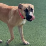 Cleo is a Mastiff/Mix.