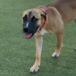 Cleo is a Mastiff/Mix.