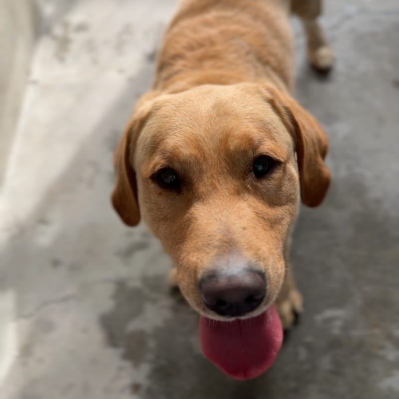 Luca is a Retriever, Labrador.