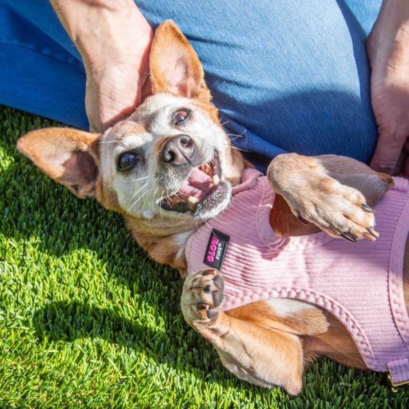 Chikis is a Chihuahua.