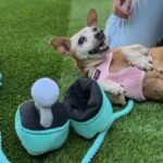 Chikis is a Chihuahua.