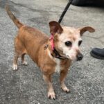 Chikis is a Chihuahua.