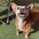 Chikis is a Chihuahua.