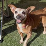 Chikis is a Chihuahua.