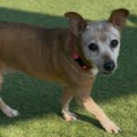 Chikis is a Chihuahua.