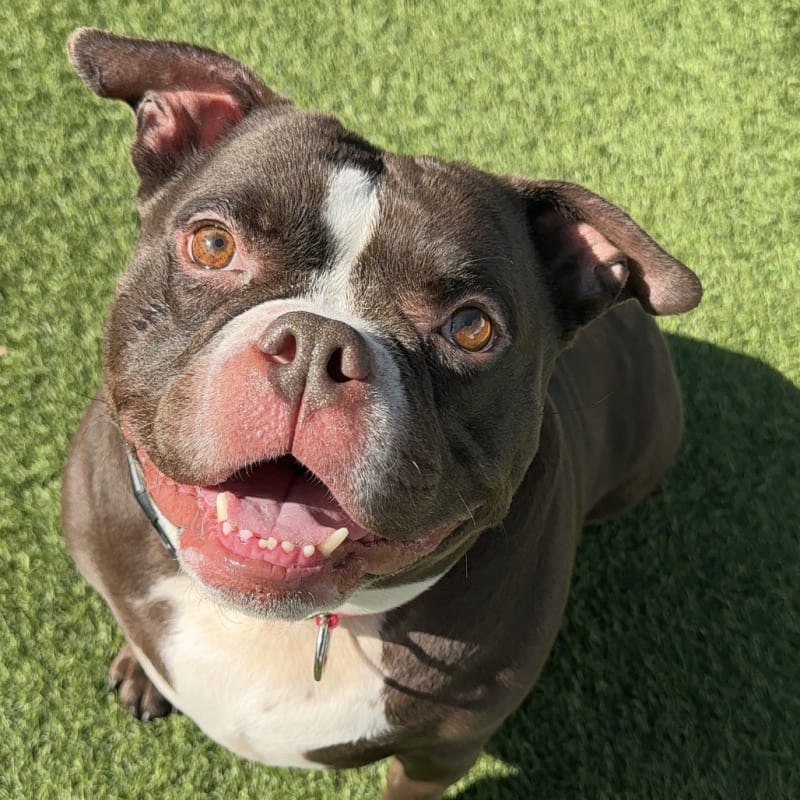 Peaches is a Terrier, American Staffordshire.