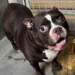 Peaches is a Terrier, American Staffordshire.