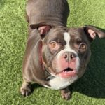 Peaches is a Terrier, American Staffordshire.