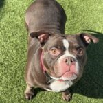 Peaches is a Terrier, American Staffordshire.