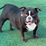 Peaches is a Terrier, American Staffordshire.