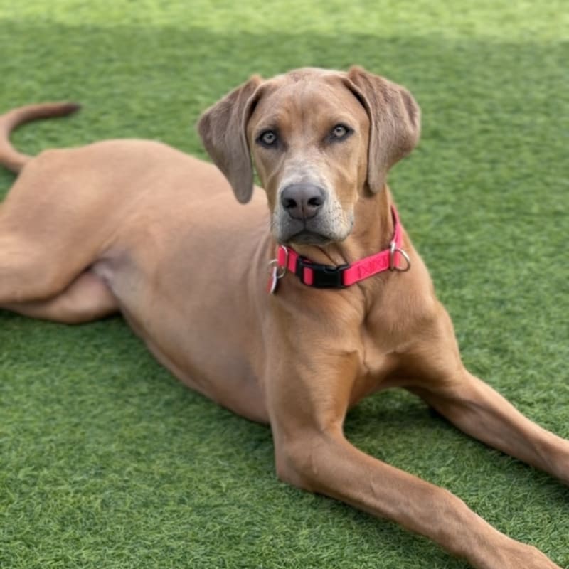 Fawna is a Weimaraner.