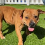 Juice Newton is a Terrier, Pit Bull.