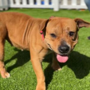 Juice Newton is a Terrier, Pit Bull.