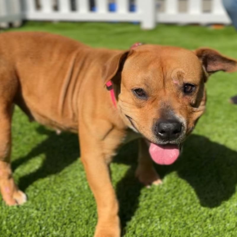 Juice Newton is a Terrier, Pit Bull.