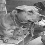 Juice Newton is a Terrier, Pit Bull.