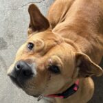 Juice Newton is a Terrier, Pit Bull.