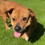 Juice Newton is a Terrier, Pit Bull.